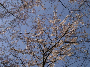 Sakura2006